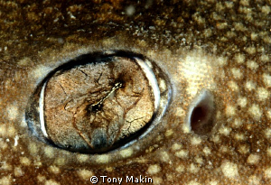 Puffadder shy shark eye by Tony Makin 